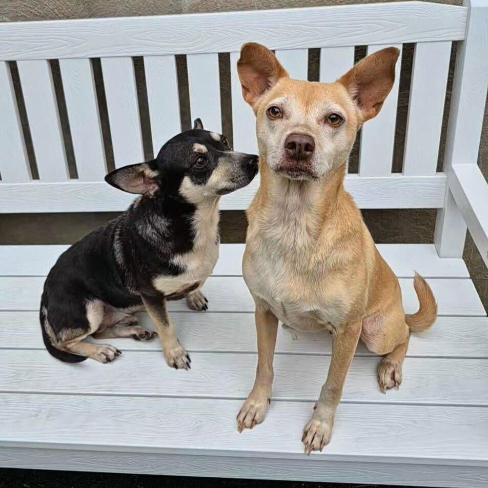 Lilo, a Adoptable Chihuahua in Brooklyn, NY image 5/6