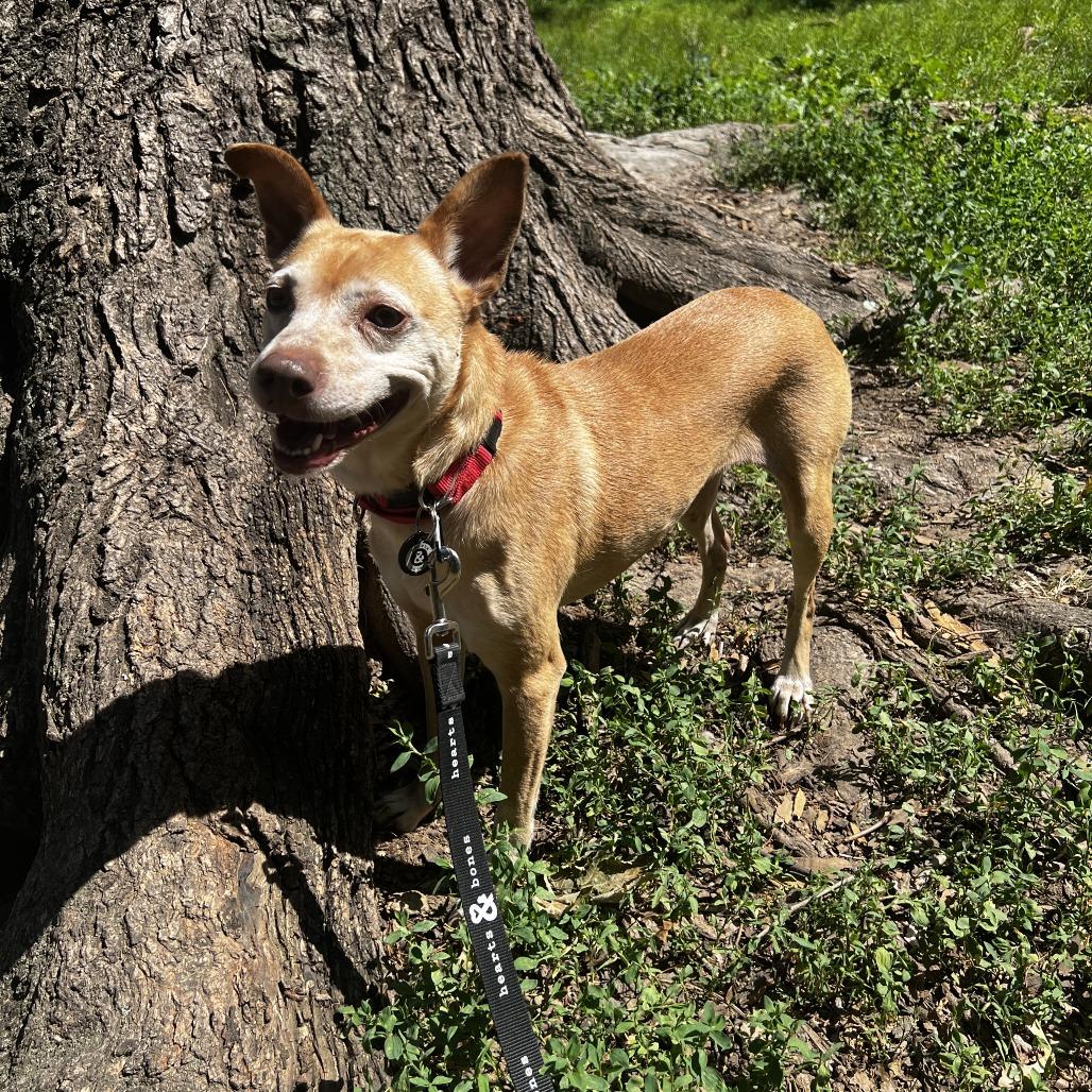 Lilo, a Adoptable Chihuahua in Brooklyn, NY image 6/6