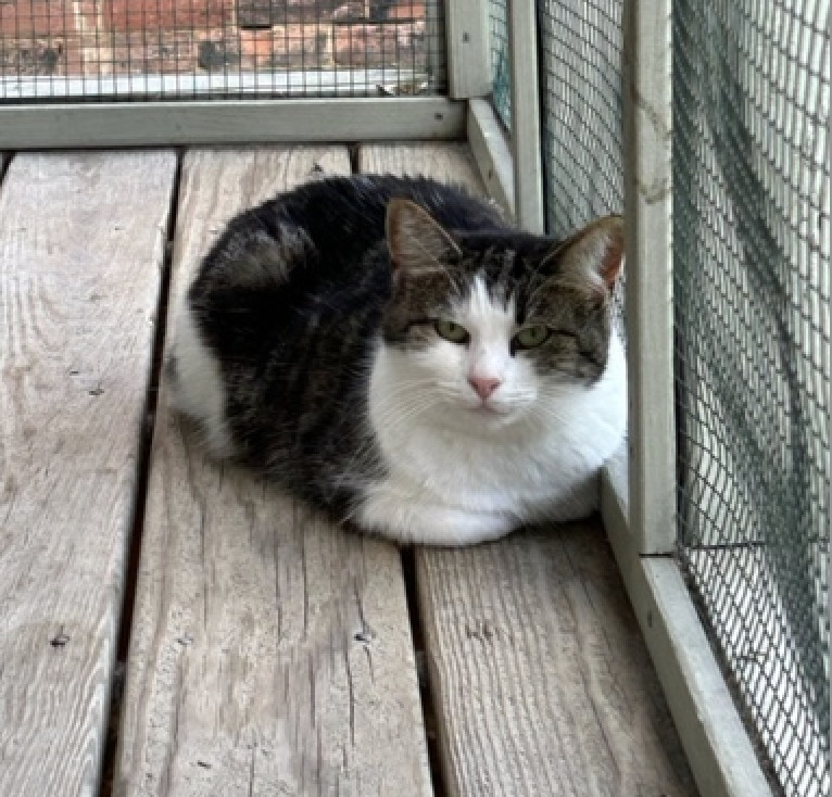 Pepper photo 1
