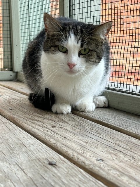 Pepper, a Adoptable Domestic Short Hair in Pittsburgh, PA image 3/6