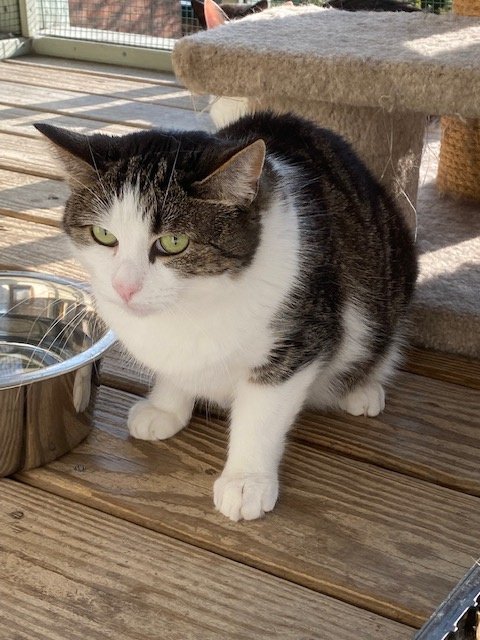 Pepper, a Adoptable Domestic Short Hair in Pittsburgh, PA image 4/6