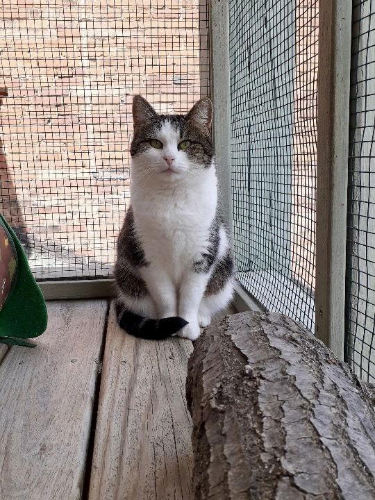 Enlarge Pepper, a Adoptable Domestic Short Hair in Pittsburgh, PA image 2/3