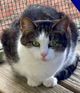 Enlarge Pepper, a Adoptable Domestic Short Hair in Pittsburgh, PA image 3/3