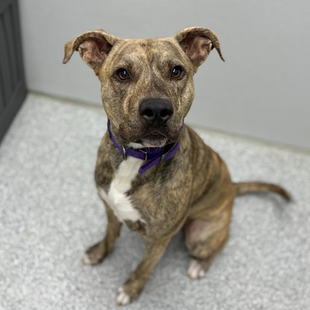 Enlarge Toby, a Adoptable Mixed Breed in Monticello, IA image 6/6