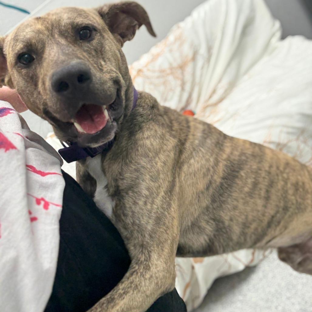 Enlarge Toby, a Adoptable Mixed Breed in Monticello, IA image 4/6