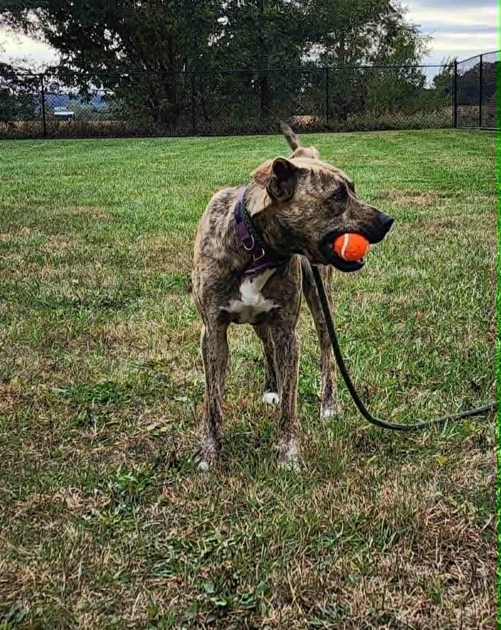 Enlarge Toby, a Adoptable Mixed Breed in Monticello, IA image 1/6
