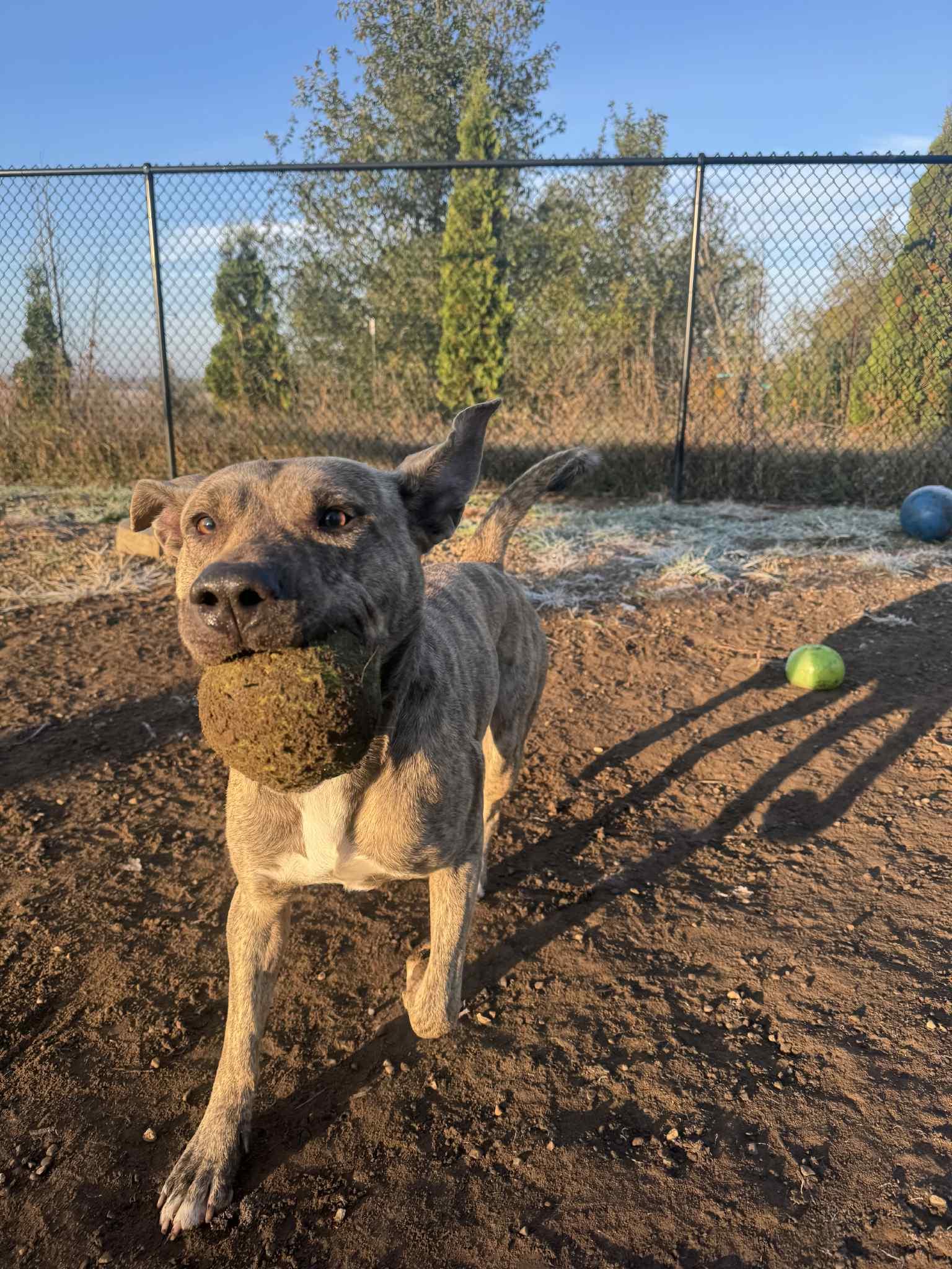 Toby, Adoptable, Adult Male Mixed Breed.