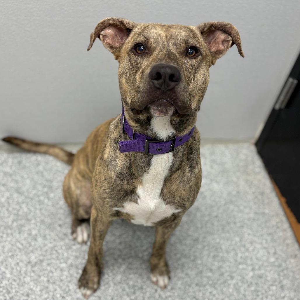 Enlarge Toby, a Adoptable Mixed Breed in Monticello, IA image 3/6