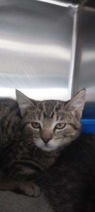 Jackie, Adoptable, Kitten Female Domestic Short Hair & Domestic Short Hair.
