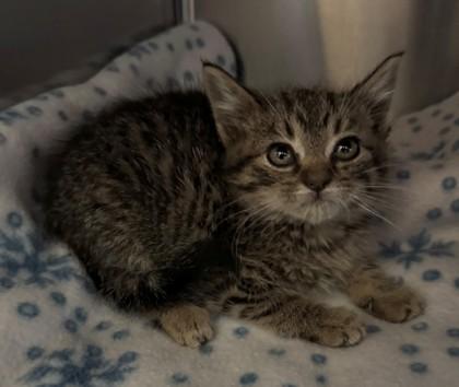 Enlarge Jackie, a Adoptable mixed breed in Willmar, MN image 2/3