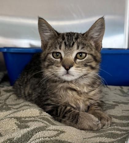 Enlarge Jackie, a Adoptable mixed breed in Willmar, MN image 3/3