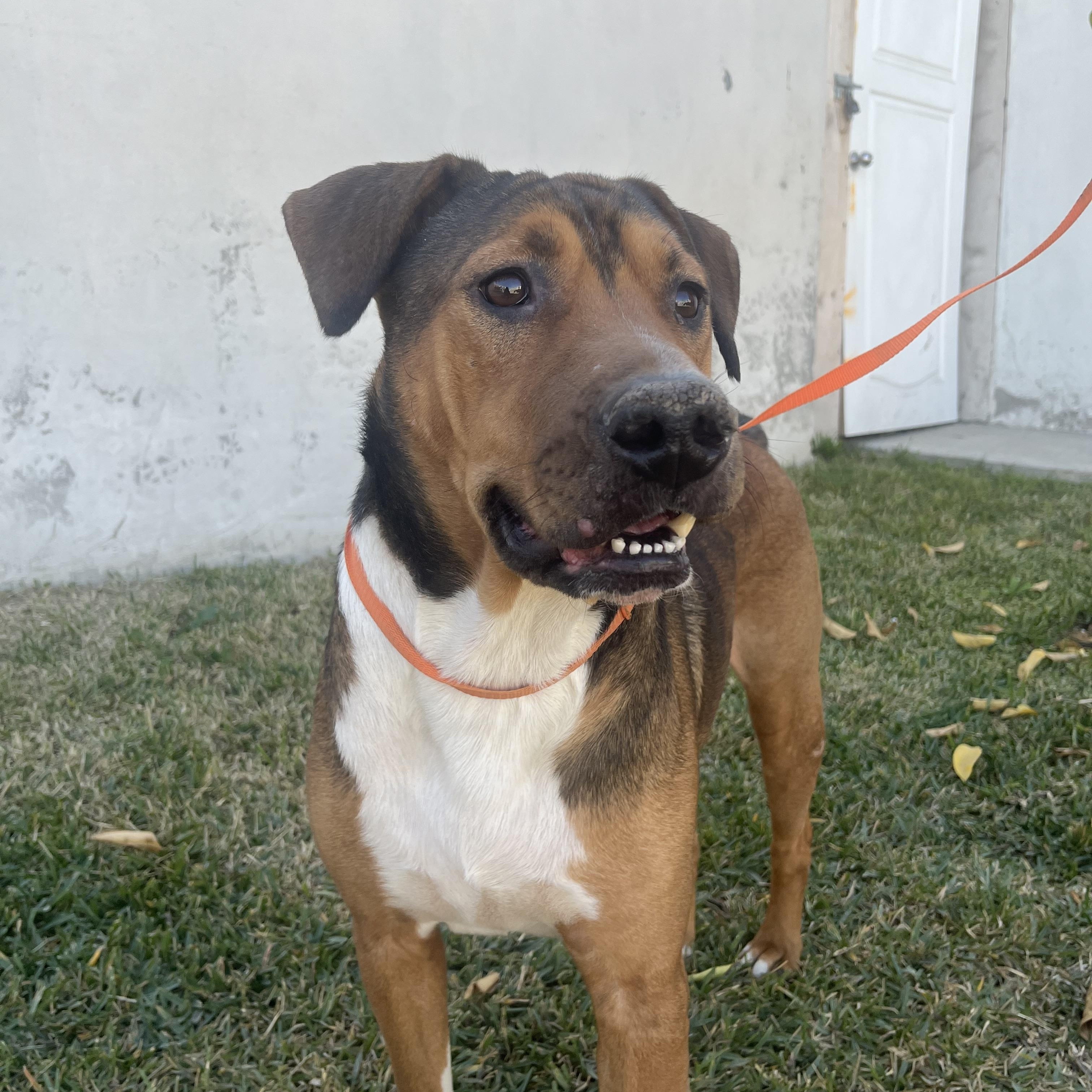 Hank photo 2