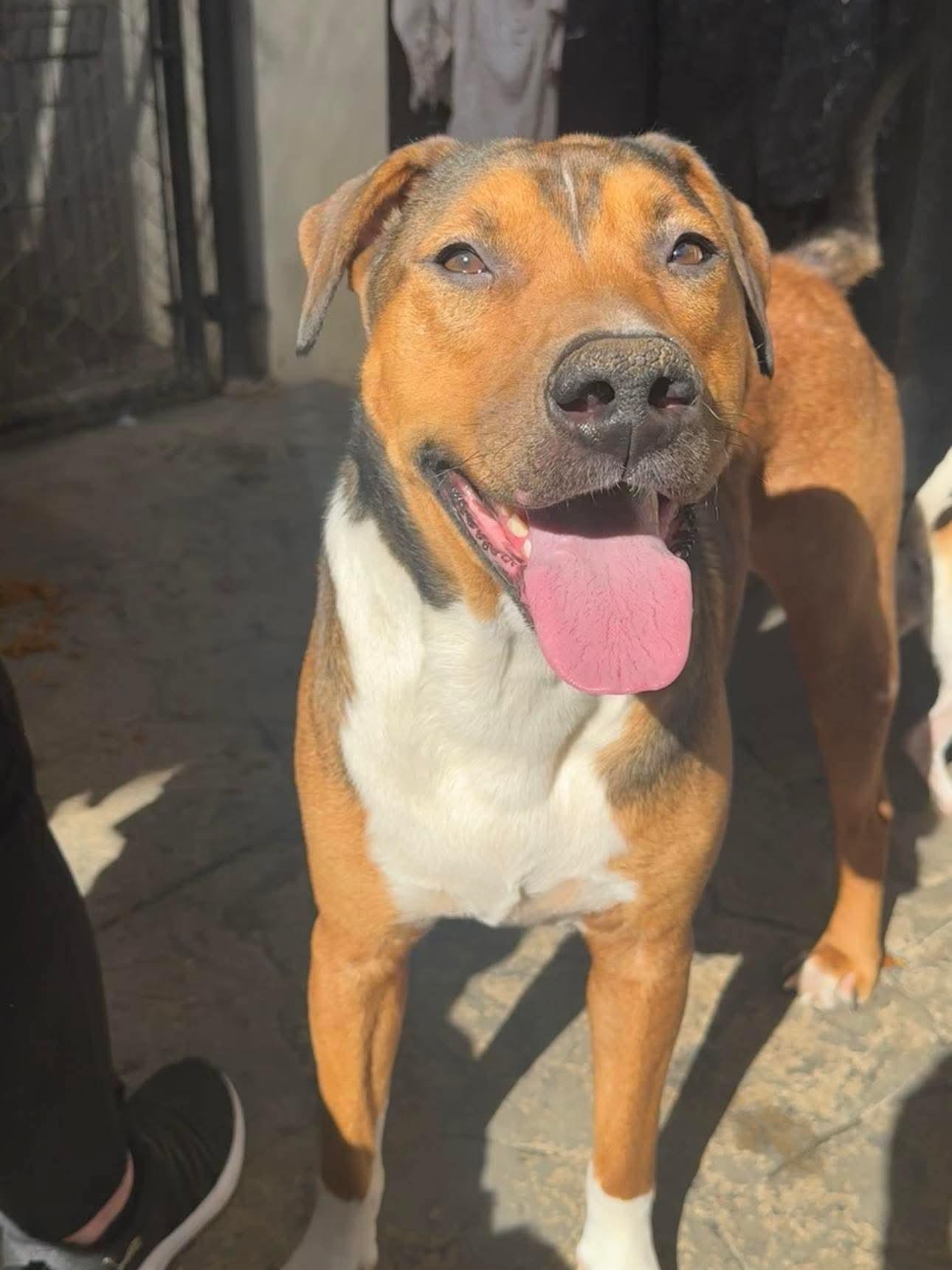 Hank, Young Male Mixed Breed