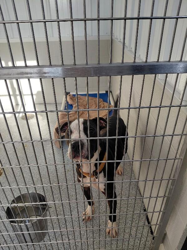 Enlarge Thomas, a Adoptable mixed breed in bellefontaine, OH image 1/6