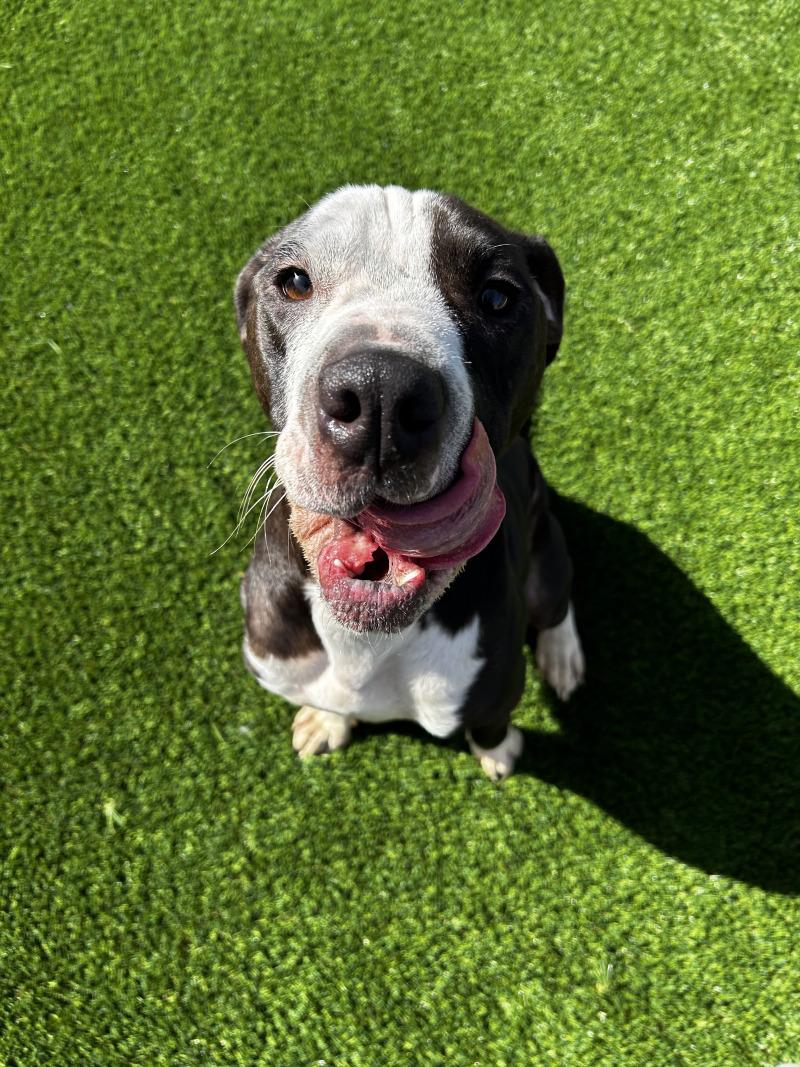 Enlarge Thomas, a Adoptable mixed breed in bellefontaine, OH image 2/6