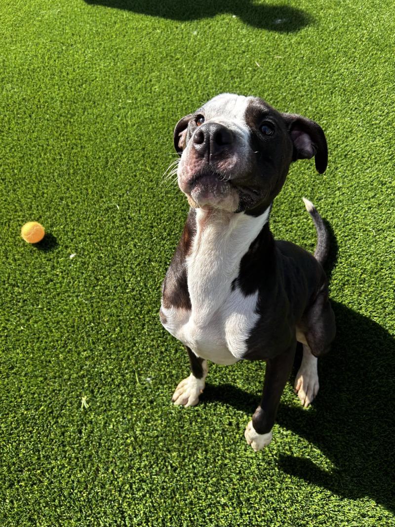 Enlarge Thomas, a Adoptable mixed breed in bellefontaine, OH image 3/6