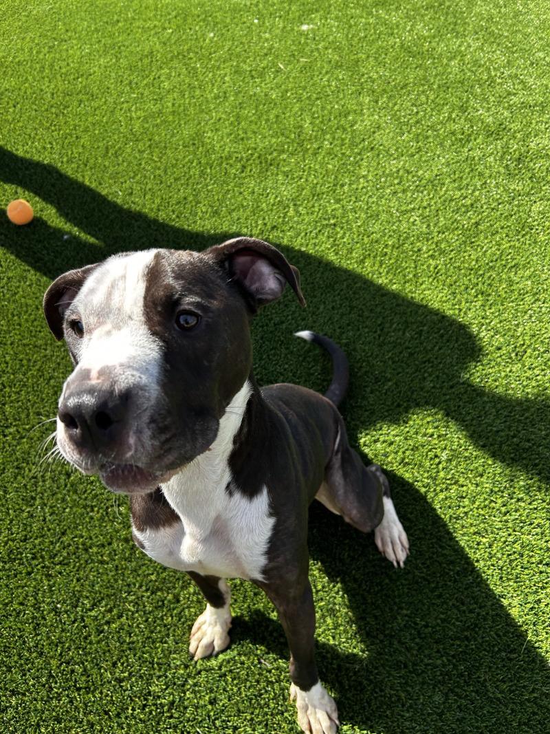 Enlarge Thomas, a Adoptable mixed breed in bellefontaine, OH image 4/6