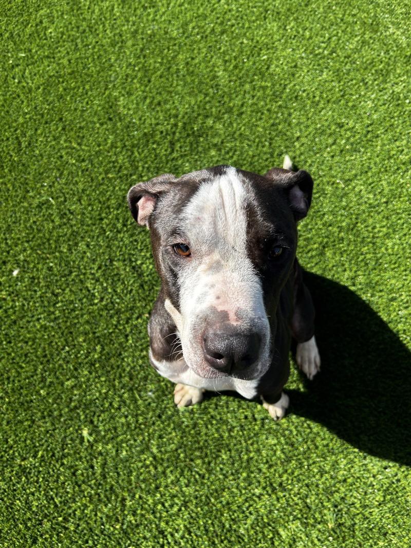 Enlarge Thomas, a Adoptable mixed breed in bellefontaine, OH image 5/6