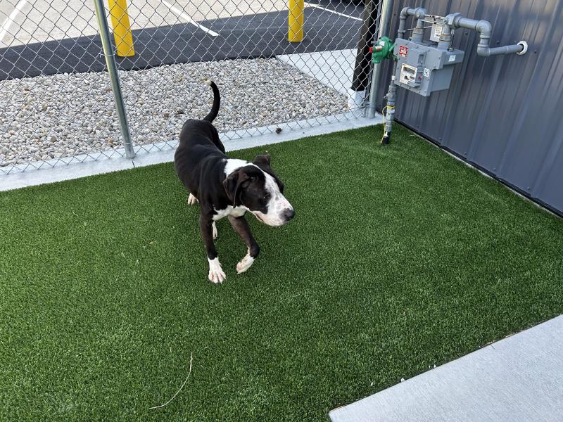 Enlarge Thomas, a Adoptable mixed breed in bellefontaine, OH image 6/6