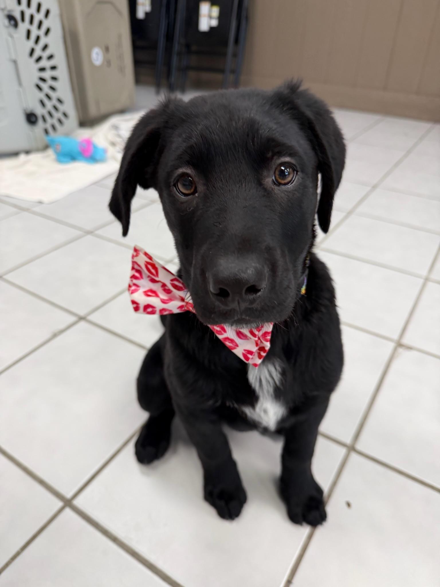 Enlarge Felix, a ADOPTABLE mixed breed in Durango, CO image 5/6