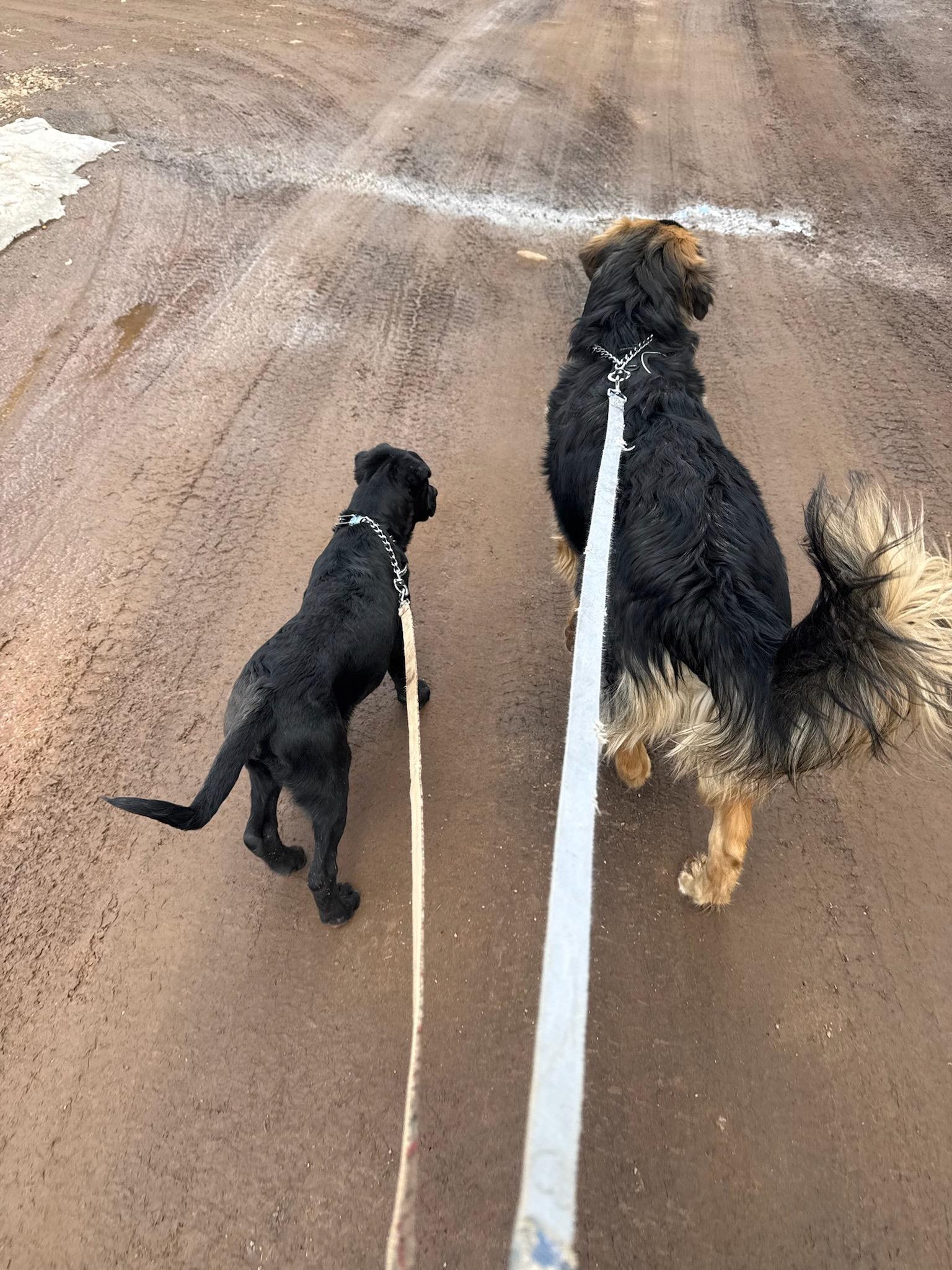 Enlarge Felix, a ADOPTABLE mixed breed in Durango, CO image 2/6