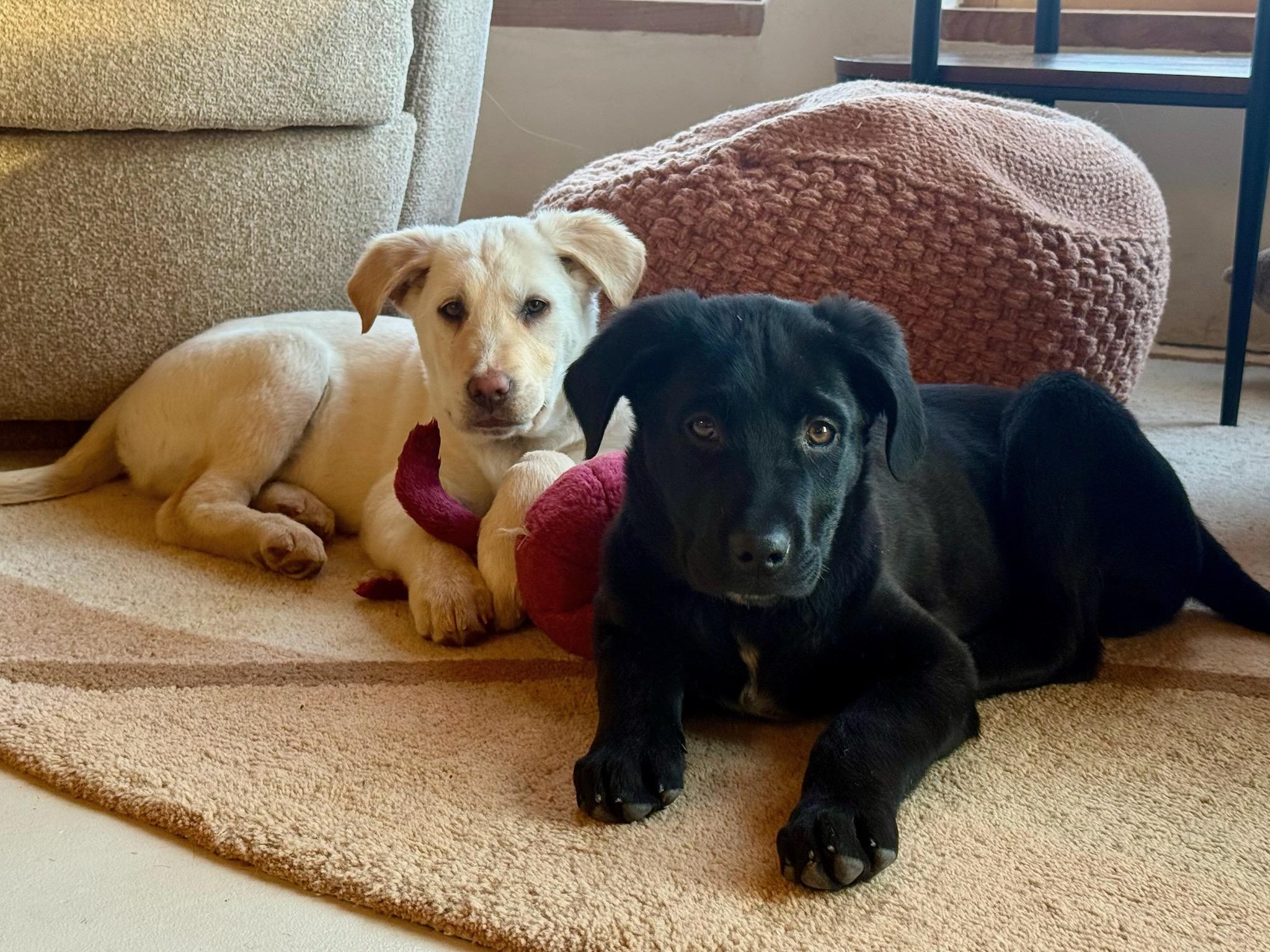 Enlarge Felix, a ADOPTABLE mixed breed in Durango, CO image 4/6