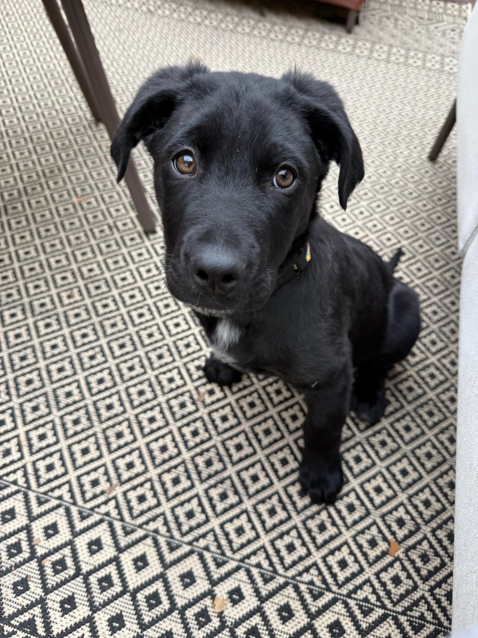 Felix, ADOPTABLE, Young Male Black Labrador Retriever.