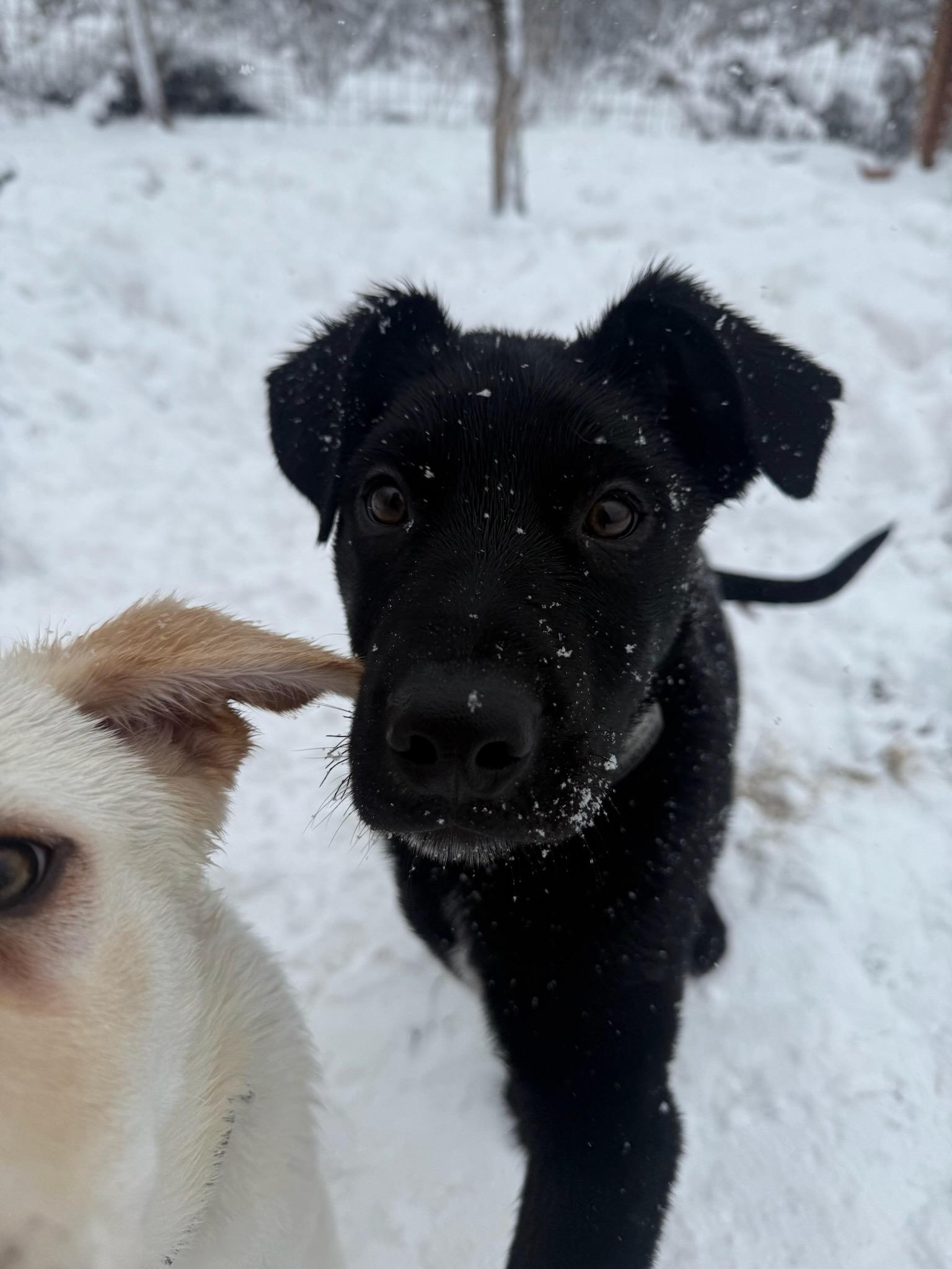 Enlarge Felix, a ADOPTABLE mixed breed in Durango, CO image 6/6