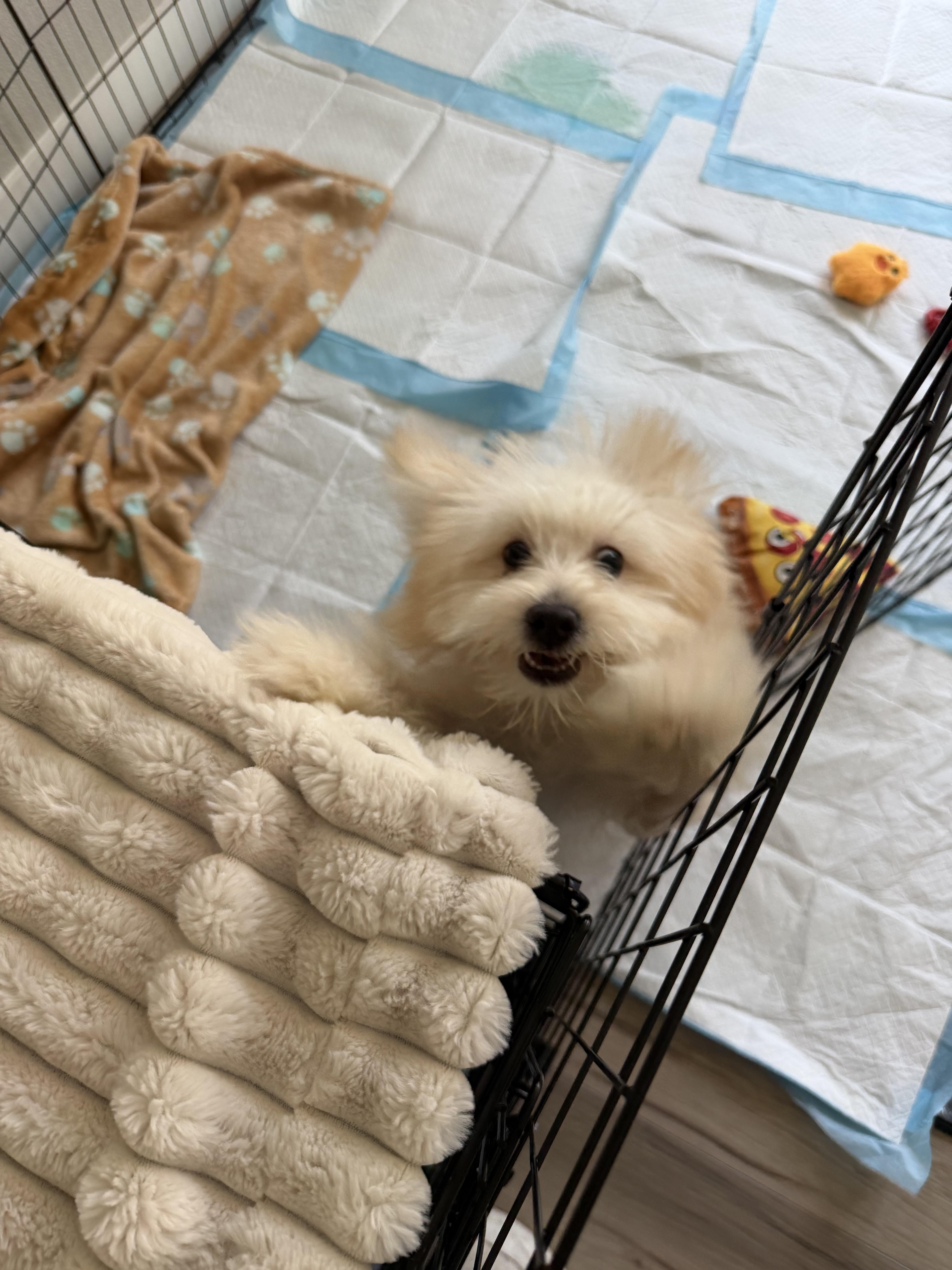 Yogi, an adopted mixed breed in San Rafael, CA image 2/2