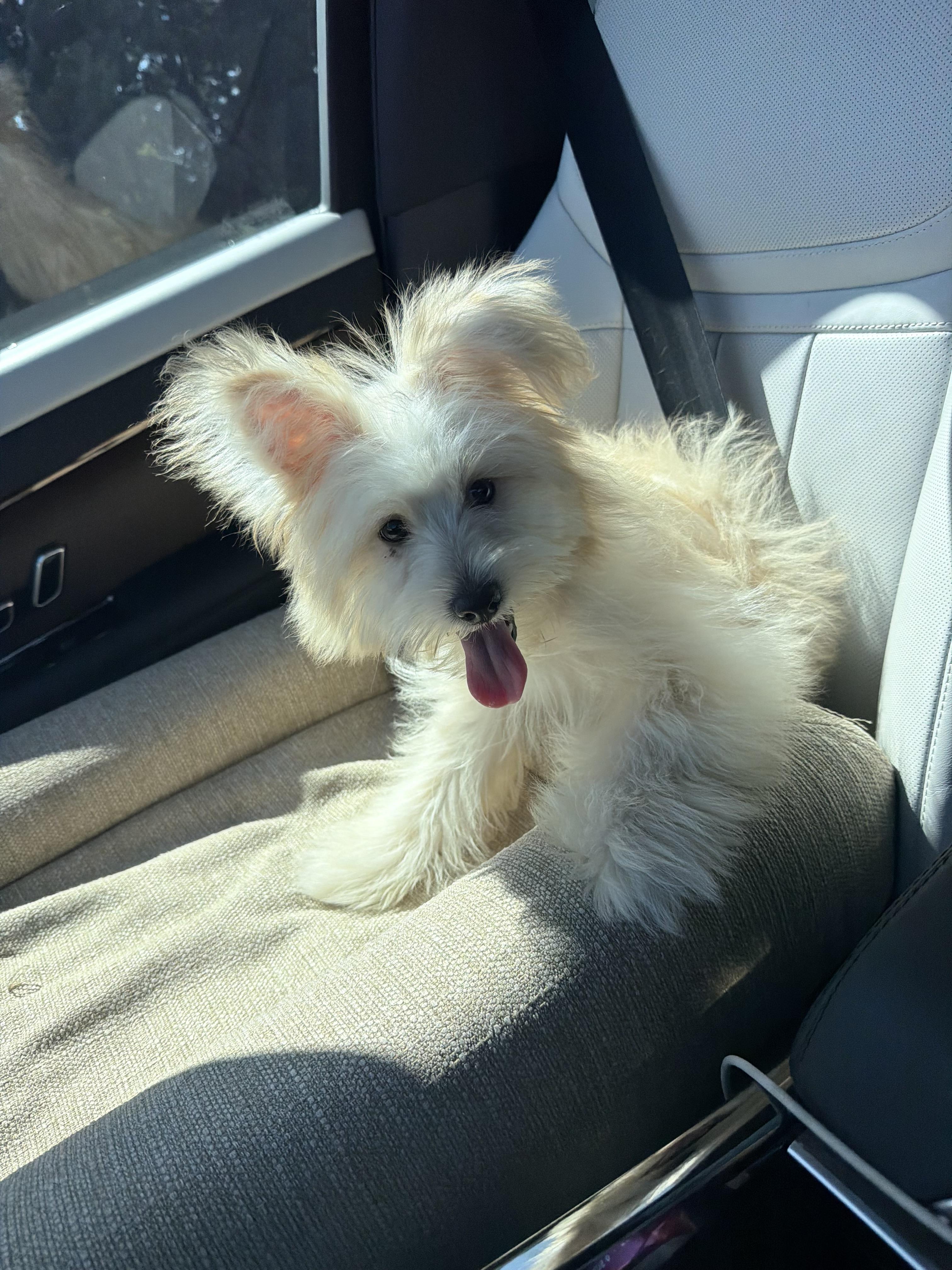 Yogi, adopted, Puppy Male Maltese & Miniature Poodle.