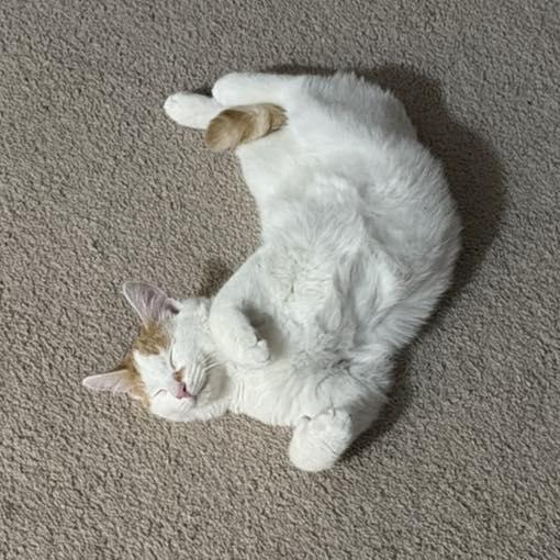 Enlarge Jeremiah, an adopted Domestic Short Hair in Bethel, CT image 4/6