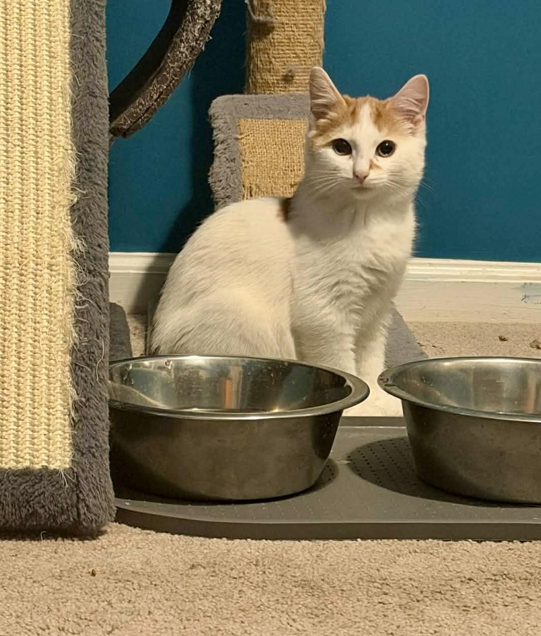 Enlarge Jeremiah, a Adoptable Domestic Short Hair in Bethel, CT image 5/6