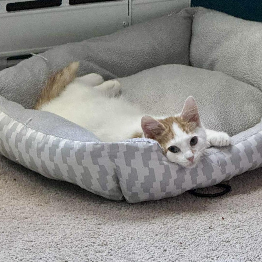 Enlarge Jeremiah, a Adoptable Domestic Short Hair in Bethel, CT image 1/6