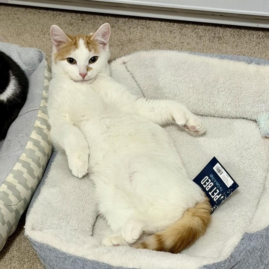 Enlarge Jeremiah, an adopted Domestic Short Hair in Bethel, CT image 1/6