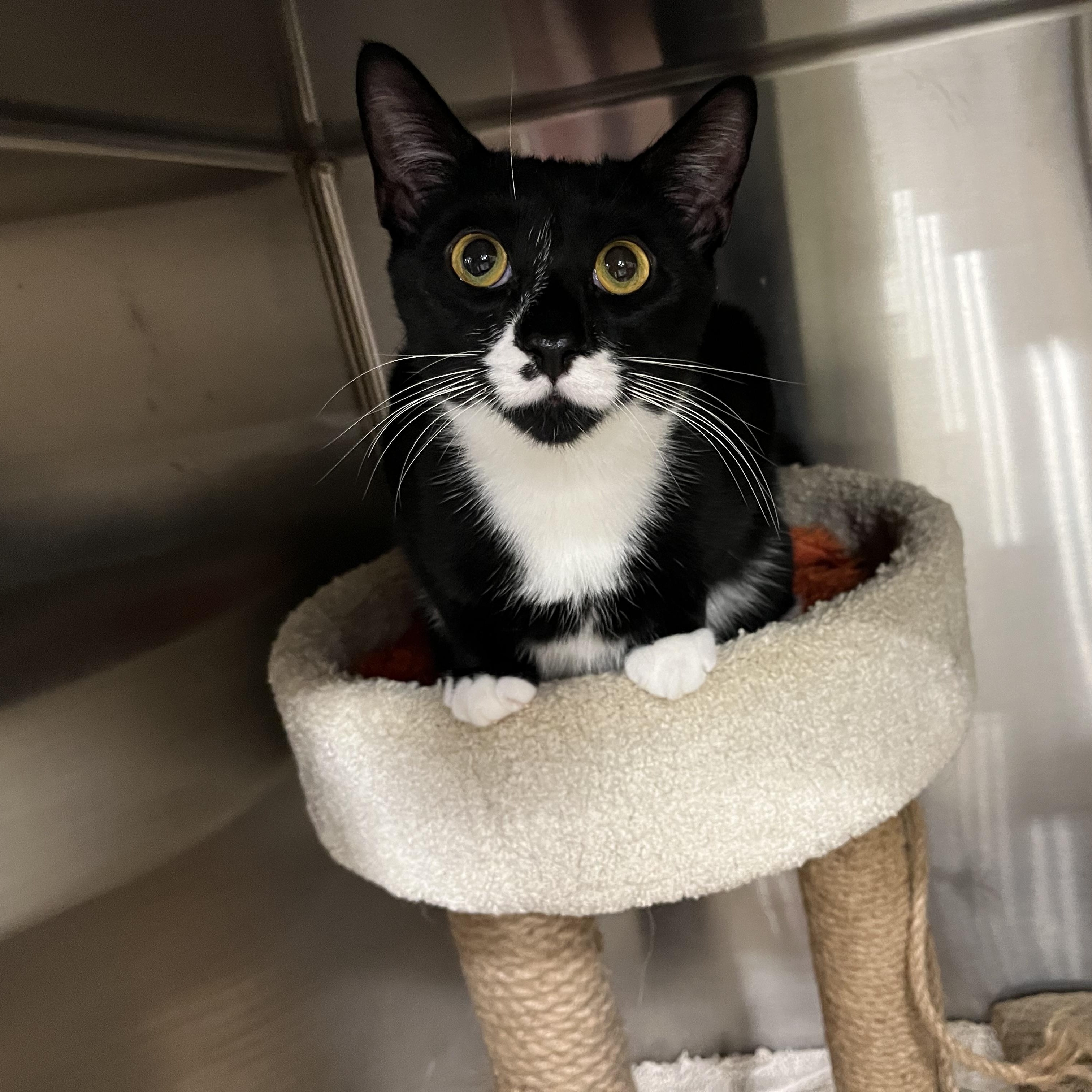 Patrick, a ADOPTABLE Domestic Short Hair in Duluth, GA image 2/5