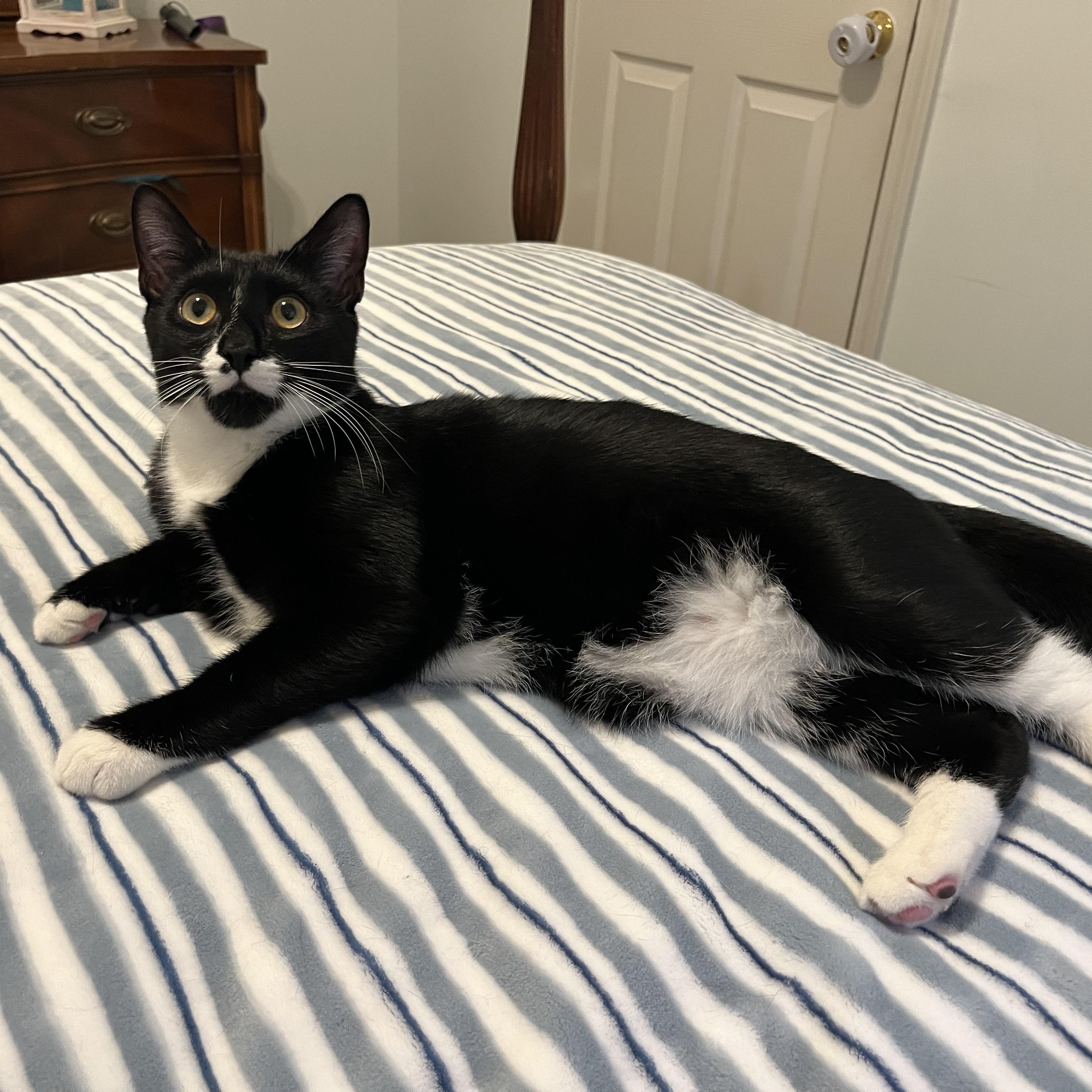 Patrick, ADOPTABLE, Kitten Male Domestic Short Hair.
