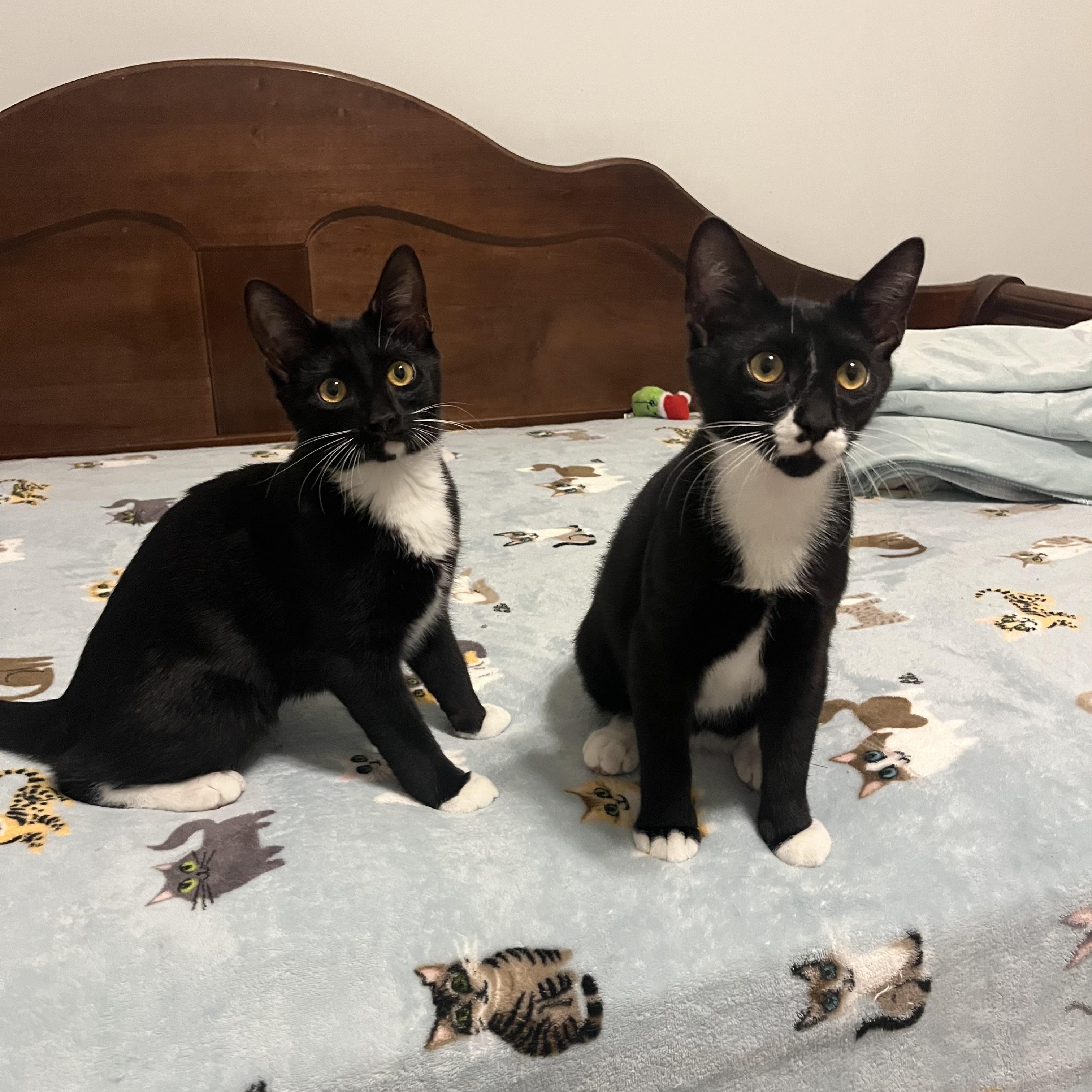 Enlarge Patrick, a ADOPTABLE Domestic Short Hair in Duluth, GA image 3/3