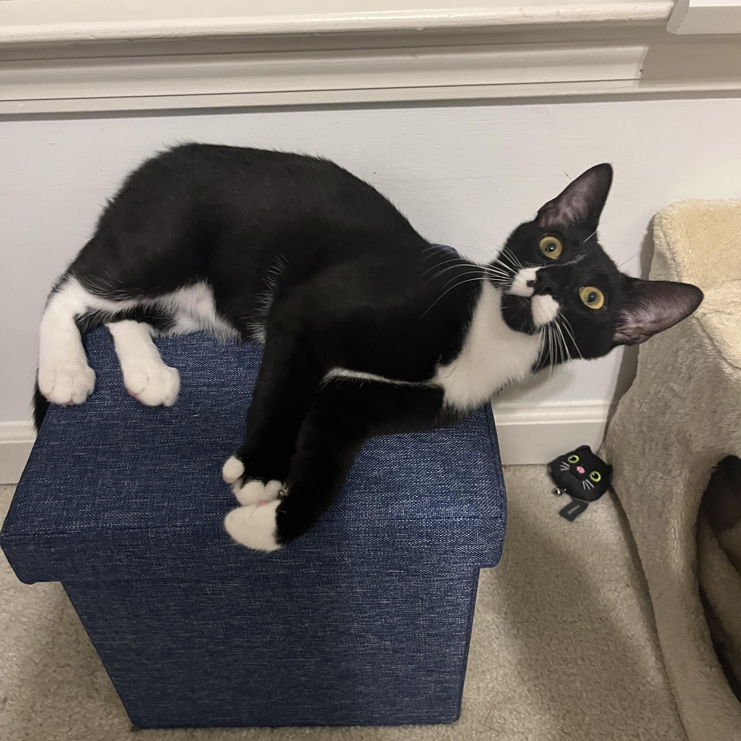 Patrick, ADOPTABLE, Kitten Male Domestic Short Hair.