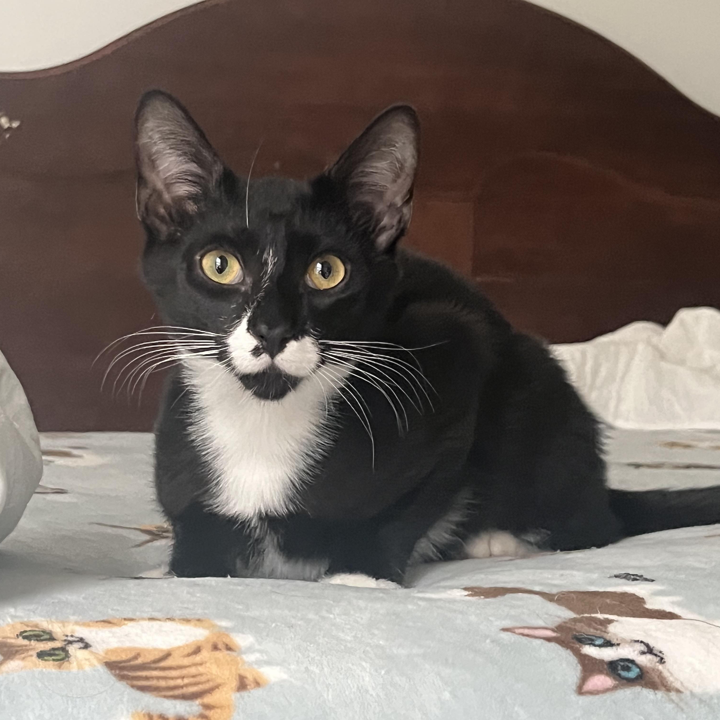 Enlarge Patrick, a ADOPTABLE Domestic Short Hair in Duluth, GA image 2/3