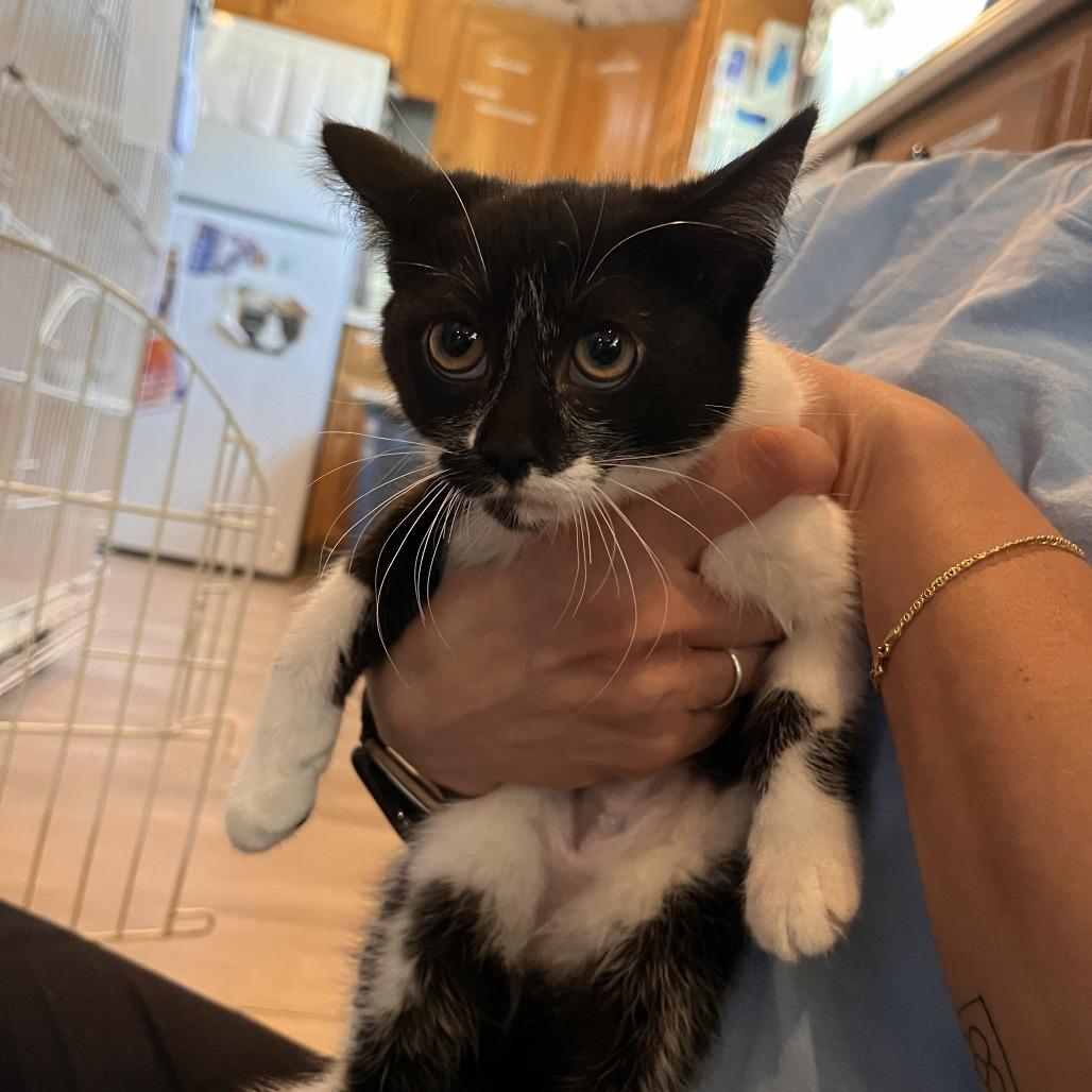 Sweet Dee, Adoptable, Kitten Female Domestic Short Hair.
