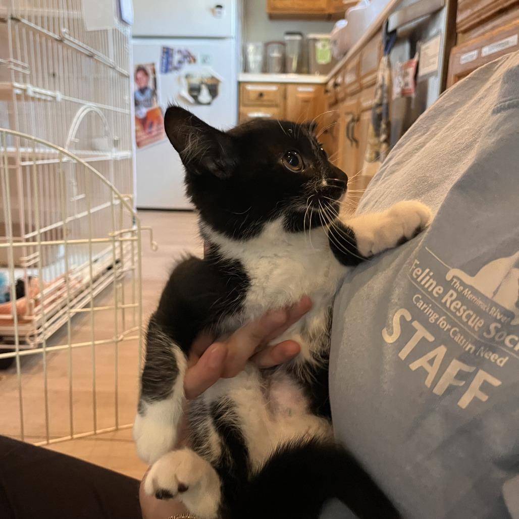 Enlarge Sweet Dee, a Adoptable Domestic Short Hair in Salisbury, MA image 2/2