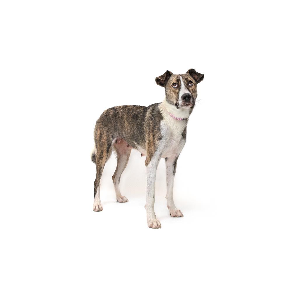 Gisele, Adoptable, Adult Female Mixed Breed.