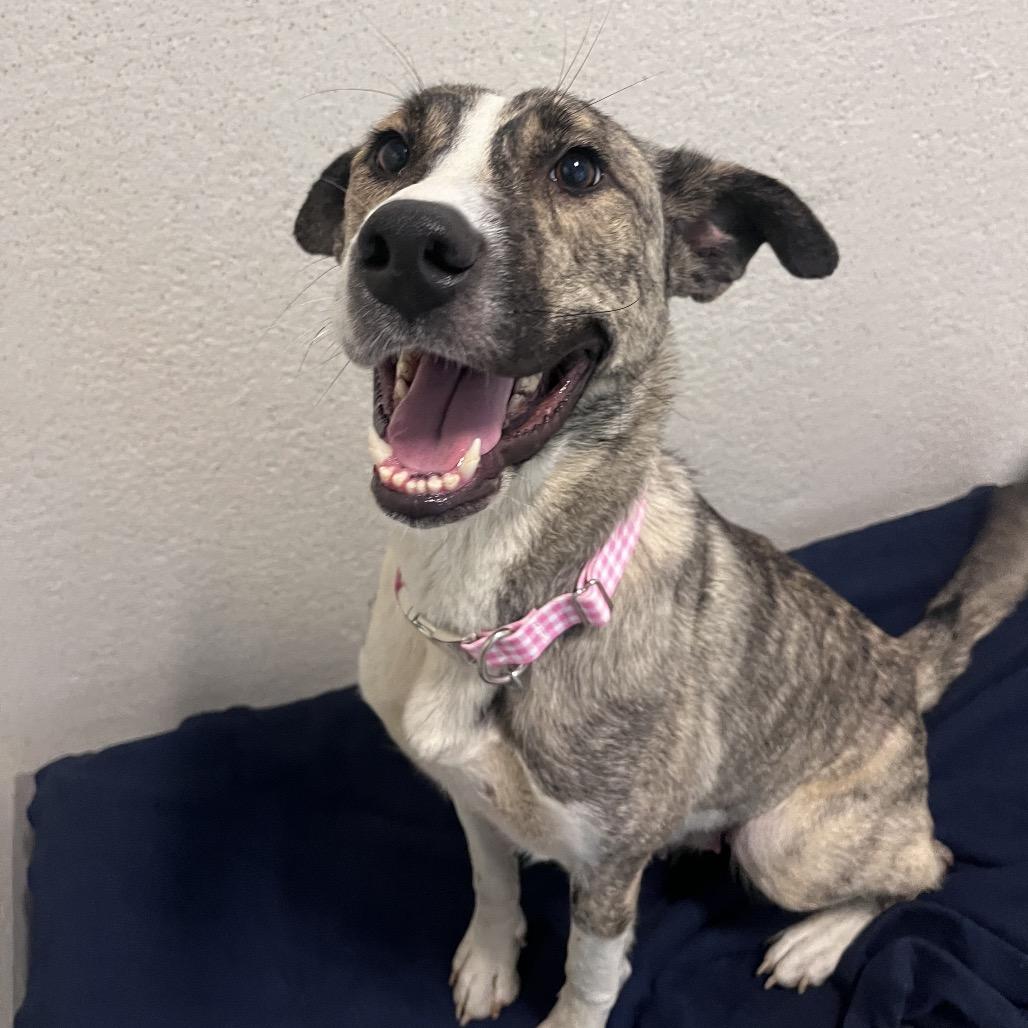 Gisele, a Adoptable Mixed Breed in Playa Vista, CA image 2/2