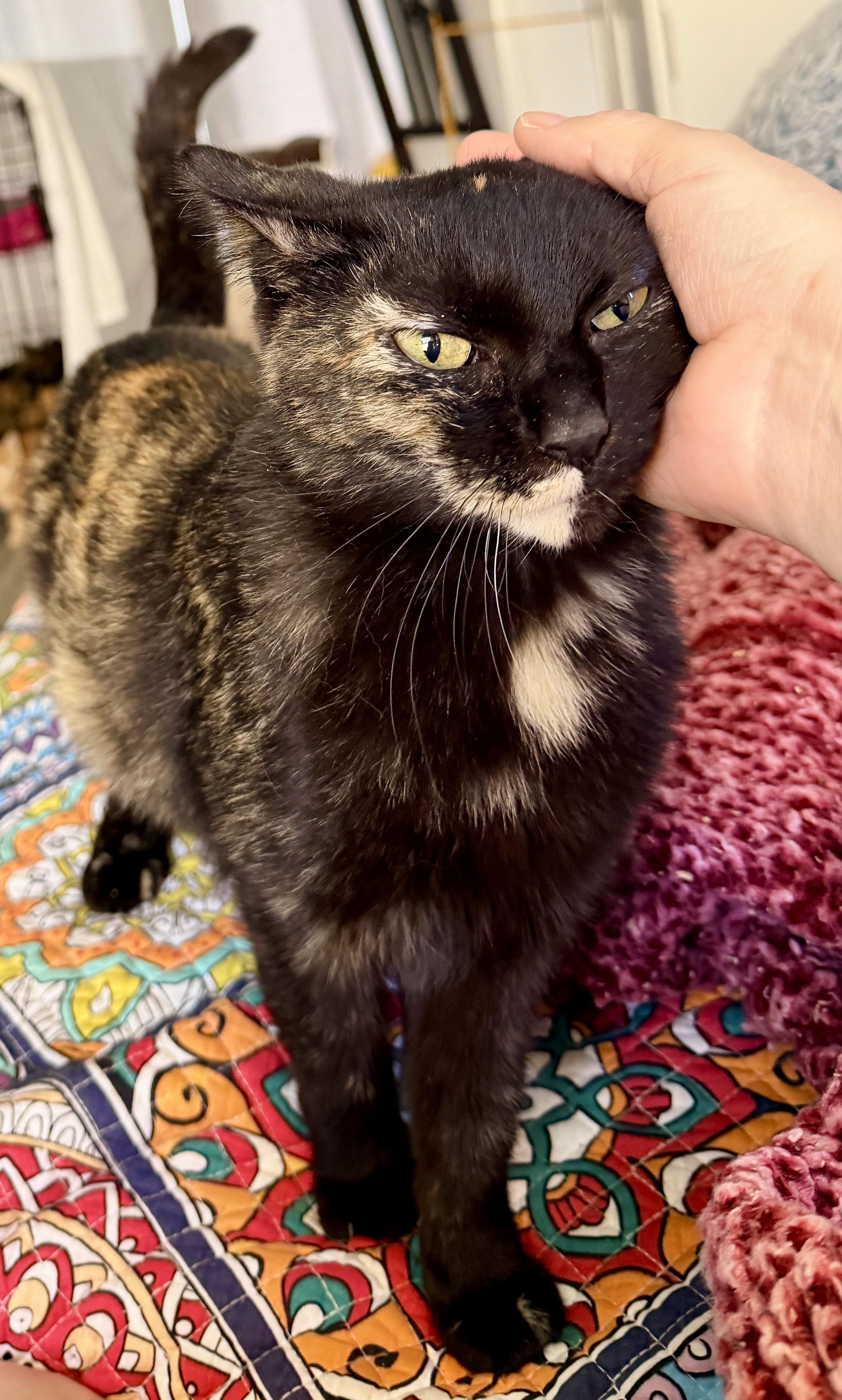 Chalupa, an adopted Domestic Short Hair in Liverpool, NY image 2/6