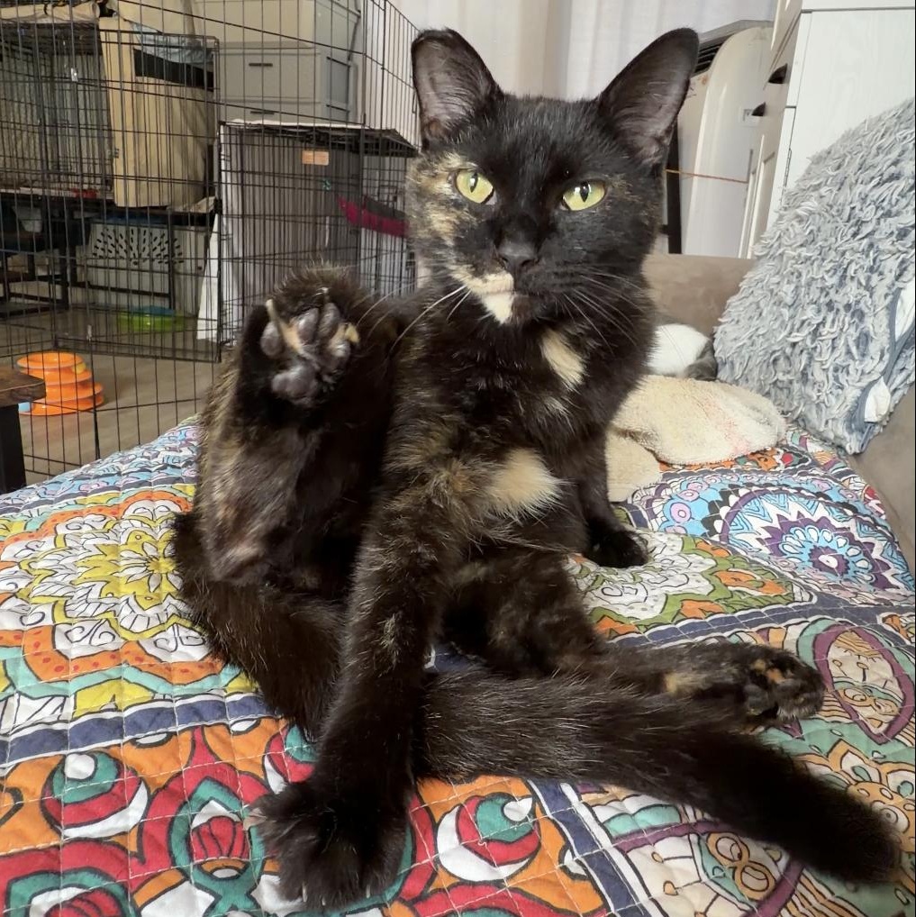 Chalupa, an adopted Domestic Short Hair in Liverpool, NY image 5/6