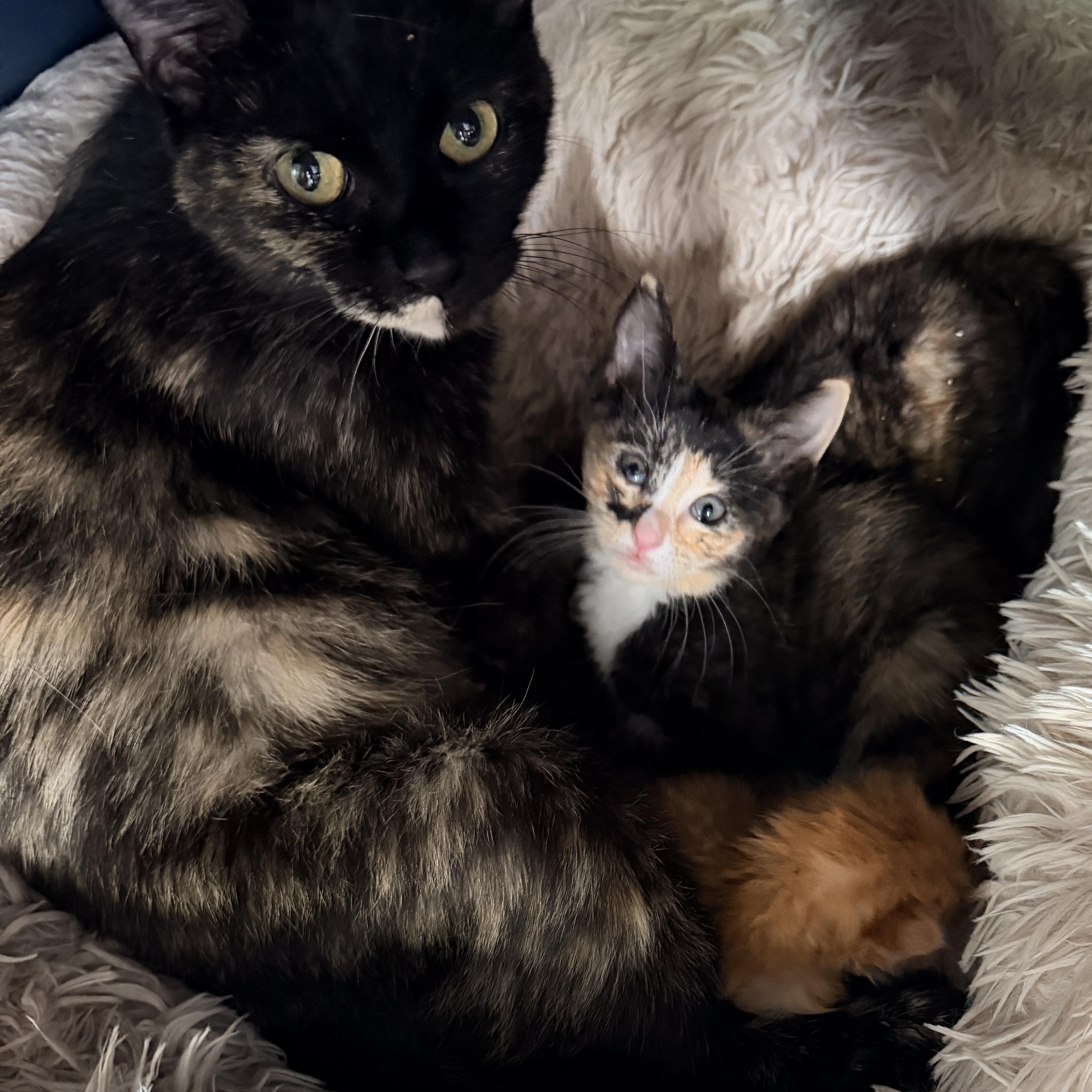 Chalupa, an adopted Domestic Short Hair in Liverpool, NY image 6/6