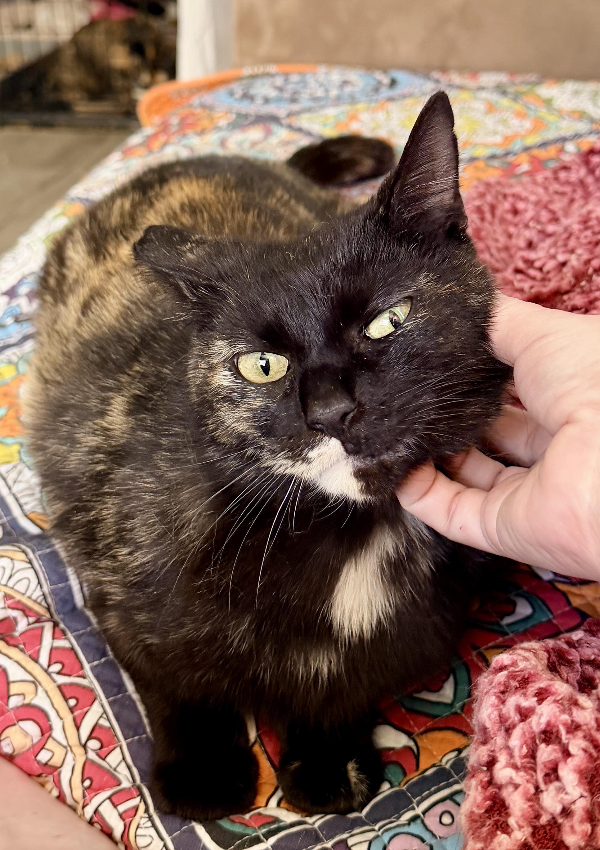Chalupa, an adopted Domestic Short Hair in Liverpool, NY image 4/6