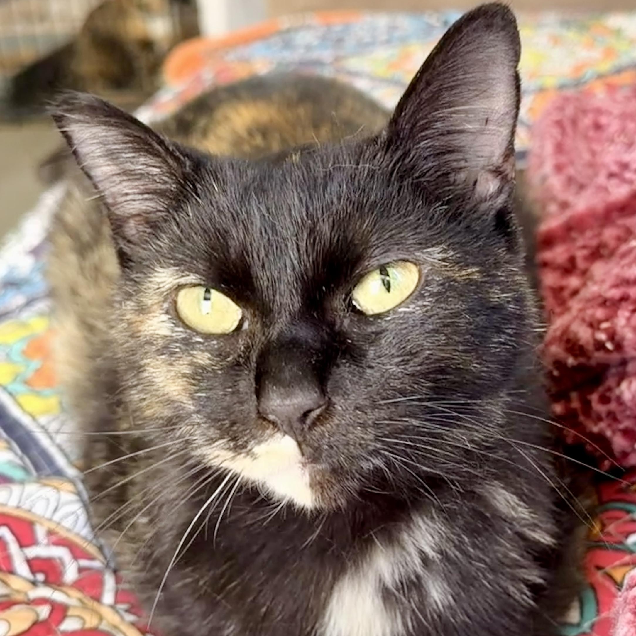 Chalupa, adopted, Young Female Domestic Short Hair.