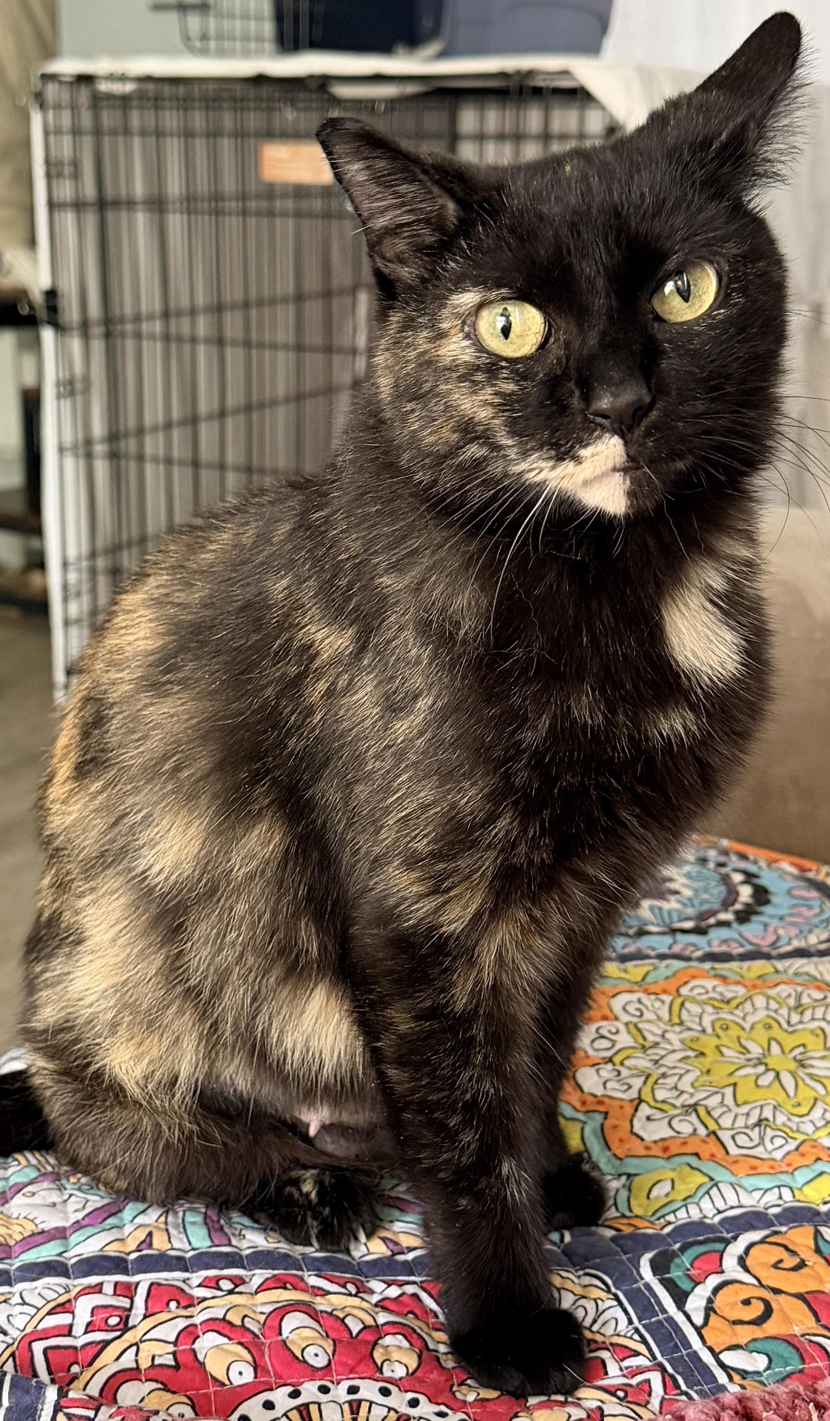 Chalupa, an adopted Domestic Short Hair in Liverpool, NY image 3/6