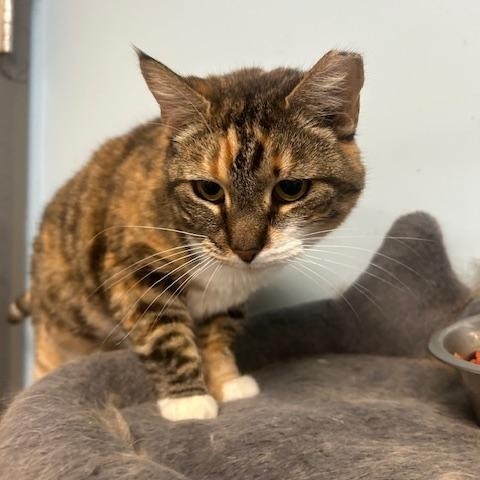 Enlarge Rory, a Adoptable Domestic Short Hair in Stanhope, NJ image 1/6